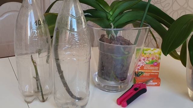 Что делать с цветоносом орхидеи: срезать, получить детку или оставить смотреть онлайн