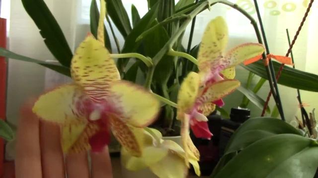 Phalaenopsis Orchid World Hybrid