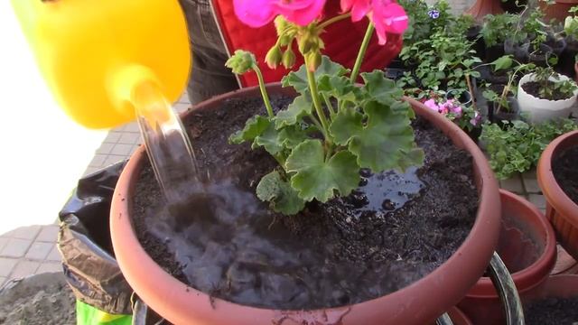 Цветы в кашпо#цветы #сад #кашпо #рассада #петуния #садоводство #цветоводство #дача смотреть онлайн