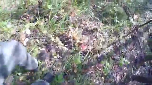 БУРЫЕ МЕДВЕДИ - АТАКА и ВСТРЕЧИ | Как ВЫЖИТЬ при ВСТРЕЧЕ с МЕДВЕДЕМ | ПО ТАЙГЕ БЕЗ ОРУЖИЯ смотреть онлайн