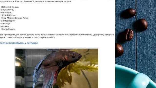 Болезни рыбок петушков: профилактика и методы лечения смотреть онлайн