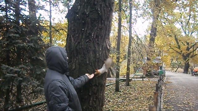 Белочка. Футажи для видеомонтажа бесплатно смотреть онлайн