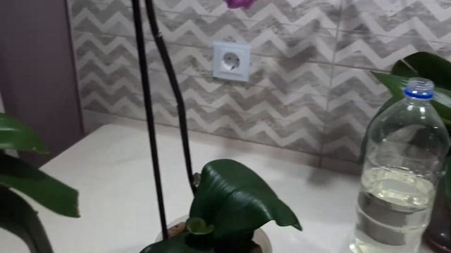 Витаминный коктейль для орхидей смотреть онлайн