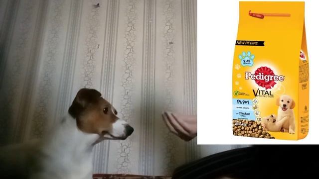 про корм Pedigree САМЫЙ плохой корм #корм#собака#видео#ютуб