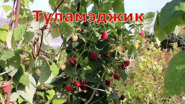 Малина Тула Мэджик