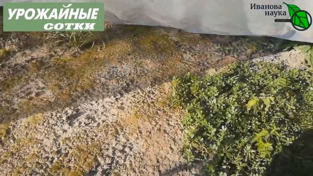 Успейте, пока ЖАРА! Быстрое уничтожение сорняков без прополки и обработок! Это реально работает! смотреть онлайн