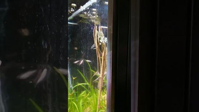 Farlowella Acus Breeding.