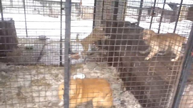 Мы в приюте для бездомных собак смотреть онлайн