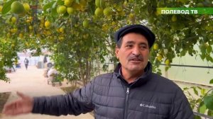 ВЫРАЩИВАНИЕ ЛИМОНА В ТЕПЛИЦЕ! #лимоны #бизнесналимонах #цитрусы