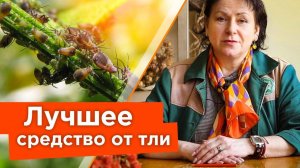 ТЛЯ? ЗАБУДЬТЕ О ЕЕ СУЩЕСТВОВАНИИ! Избавилась от тли без химии и не потратила ни копейки
