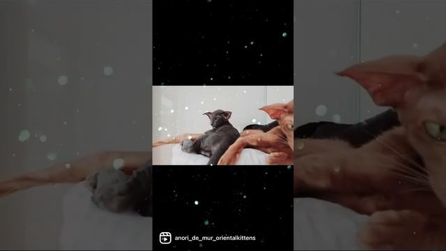 Ориентальные кошки экстрим голубая ориентальная кошка циннамоновая ориентальная кошка смотреть онлайн