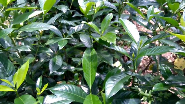 Gardenia Plant, Cape Jasmine Plant,   (Gardenia Augusta) | Herb Plant