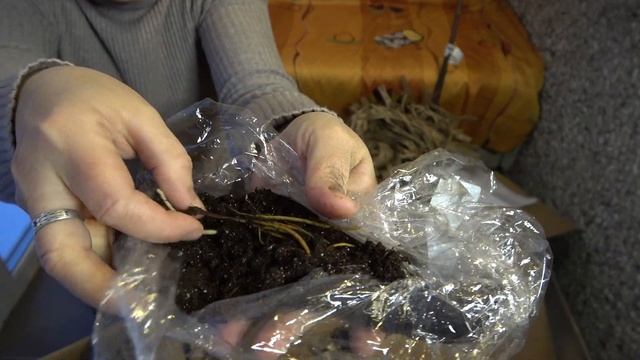 Такие саженцы нам не нужны! ОПТ-ХОЗ. Распаковка от садового интернет-магазина