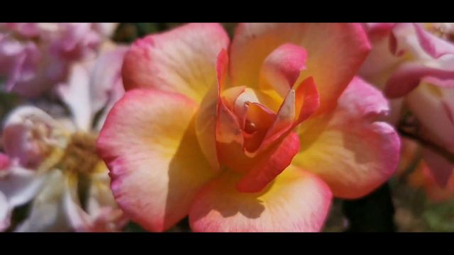 ROSE 🌹 Nr. 50 @ PARIS CONCOURS DE BAGATELLE Most Famous French International New Roses Competition смотреть онлайн
