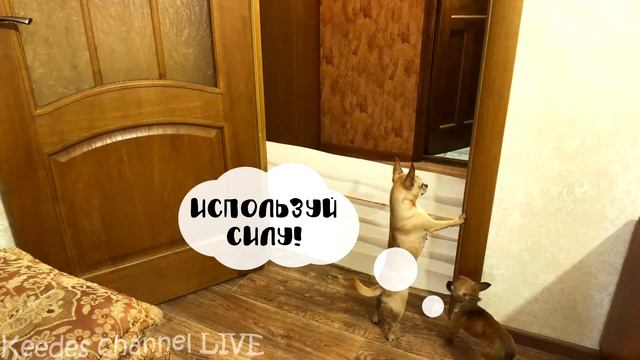 КОТЫ И СОБАКИ ПРОТИВ СТЕНЫ из БУМАГИ ЧЕЛЛЕНДЖ ! Кто победит получит приз смотреть онлайн