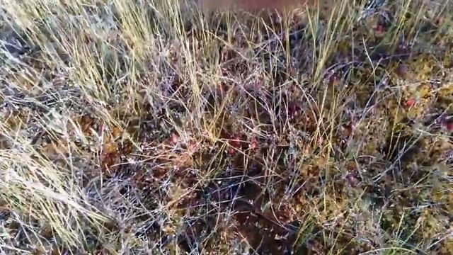 В СИБИРИ НЕБЫВАЛЫЙ УРОЖАЙ КЛЮКВЫ!!! СБОР КЛЮКВЫ. смотреть онлайн