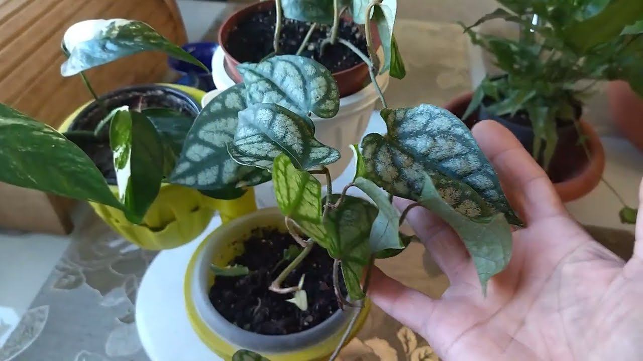 Цветы. Немного новинок. смотреть онлайн