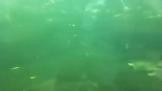 Черепаха и крокодил смотреть онлайн