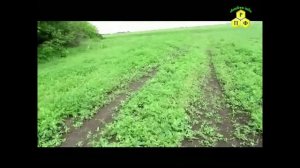 Всходы и цветение фацелии