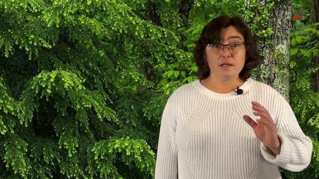 Капризные сорта елей или хит-парад наоборот. смотреть онлайн