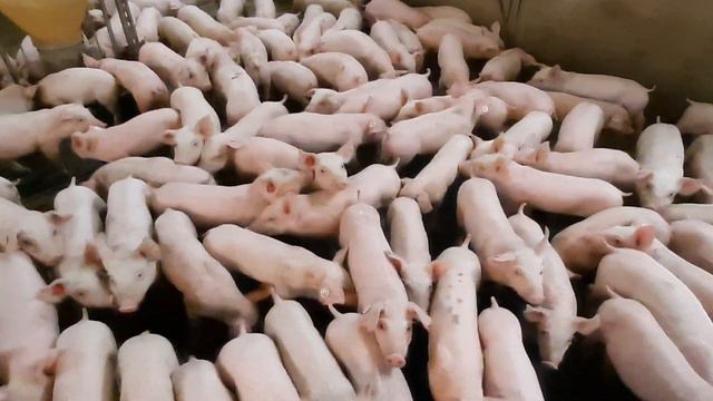 Piglets four weeks after birth # 🐷Поросята четыри недели после рождения 🐖 смотреть онлайн