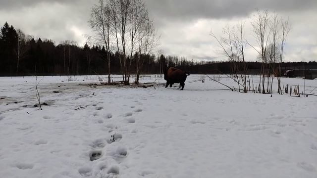 Быки резвятся в Подмосковном сафари-парке #funnyanimals #забавныеживотные #wildanimals #бизон #зубр