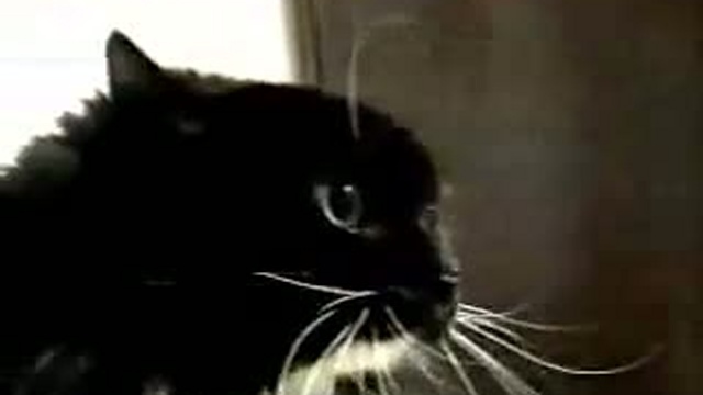 Забавные животные 15 смотреть онлайн