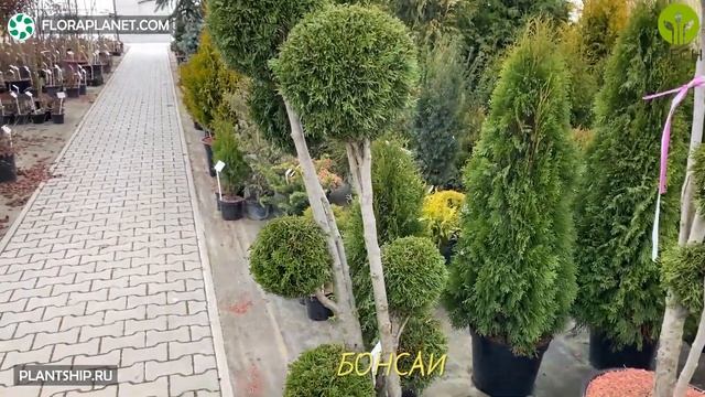 PIECH?? БОНСАИ ИЗ ТУИ ЗАПАДНОЙ смотреть онлайн