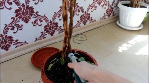 Плетение двойной спиралью. Продолжение. Фикус. 2020 год.  Комнатные цветы. __Валентина Земскова.