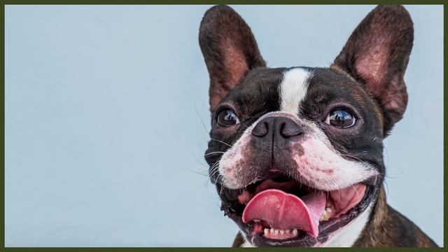 THINGS YOU'LL NEED FOR YOUR BOSTON TERRIER PUPPY смотреть онлайн