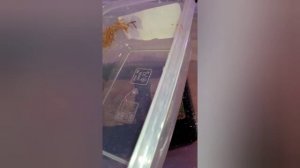 Трубочник изя часть 3. Переселение.