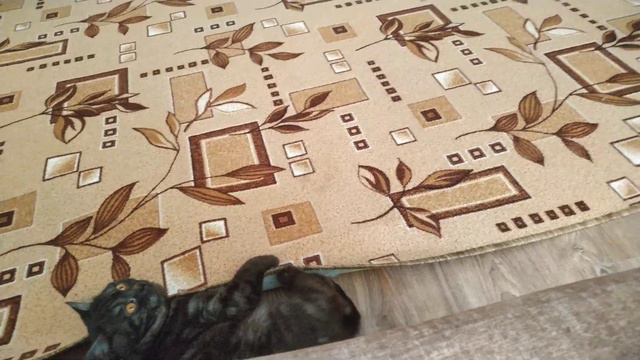 Макс дерёт ковёр смотреть онлайн