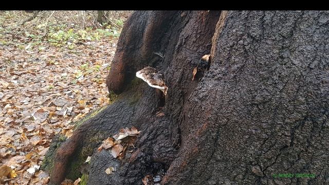 Ганодерма южная Ganoderma australe Лечебные свойства Химический состав Часть 1 смотреть онлайн
