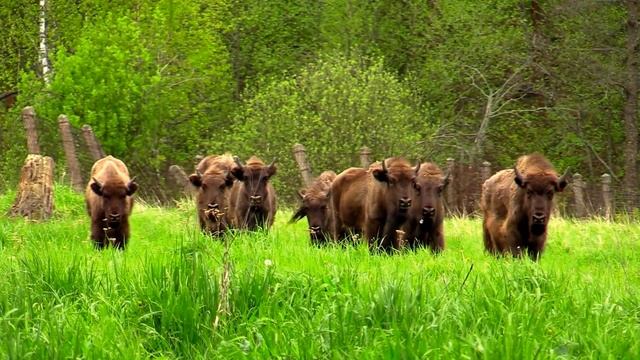 Путешествие на КОТоДоме, часть 3: Приокско-Террасный государственный природный биосферный заповедни смотреть онлайн