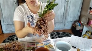 Антуриум, мужское счастье - уход за растением, размножение