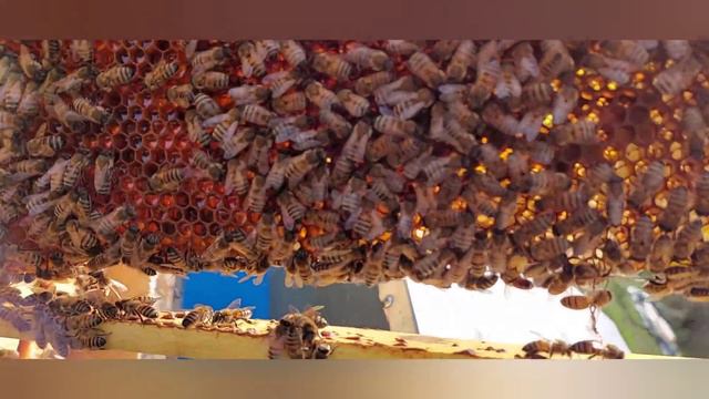 Сентябрь, еще многое надо успеть. Усиление слабых отводков. смотреть онлайн