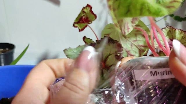 Что я увидела при распаковке бегоний! смотреть онлайн