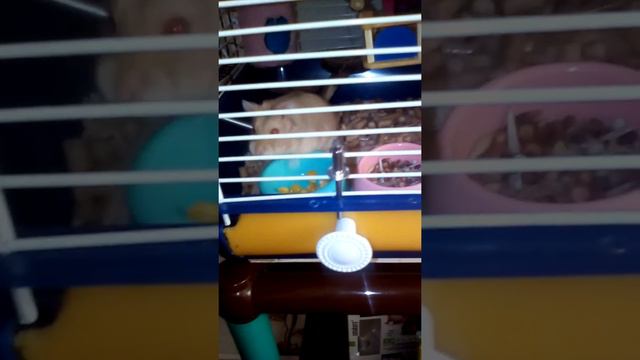 Джерри ест кукурузу и бегает, а Найт носится по квартире :3 смотреть онлайн
