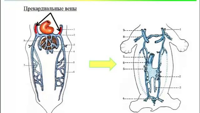 Развитие крупных кровеносных сосудов смотреть онлайн