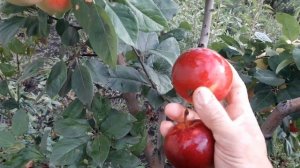 ЯБЛОНЯ ,,РЭД ФРИ и Эрли Голд...