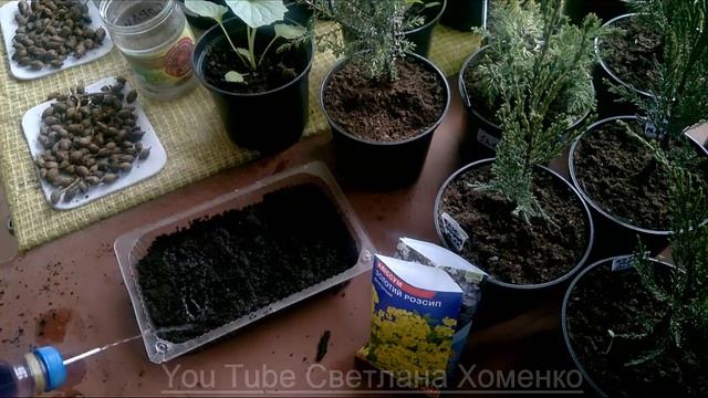 Посев многолетников/Всходы/Арабис/Ясколка/Алиссум.