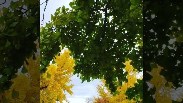 Ginkgo Biloba ? Tree: Transitioning From Green To Yellow #ginkgo #ginkgobiloba #ginkgotree #fall