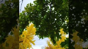 Ginkgo Biloba ? Tree: Transitioning from Green to Yellow #ginkgo #ginkgobiloba #ginkgotree #fall