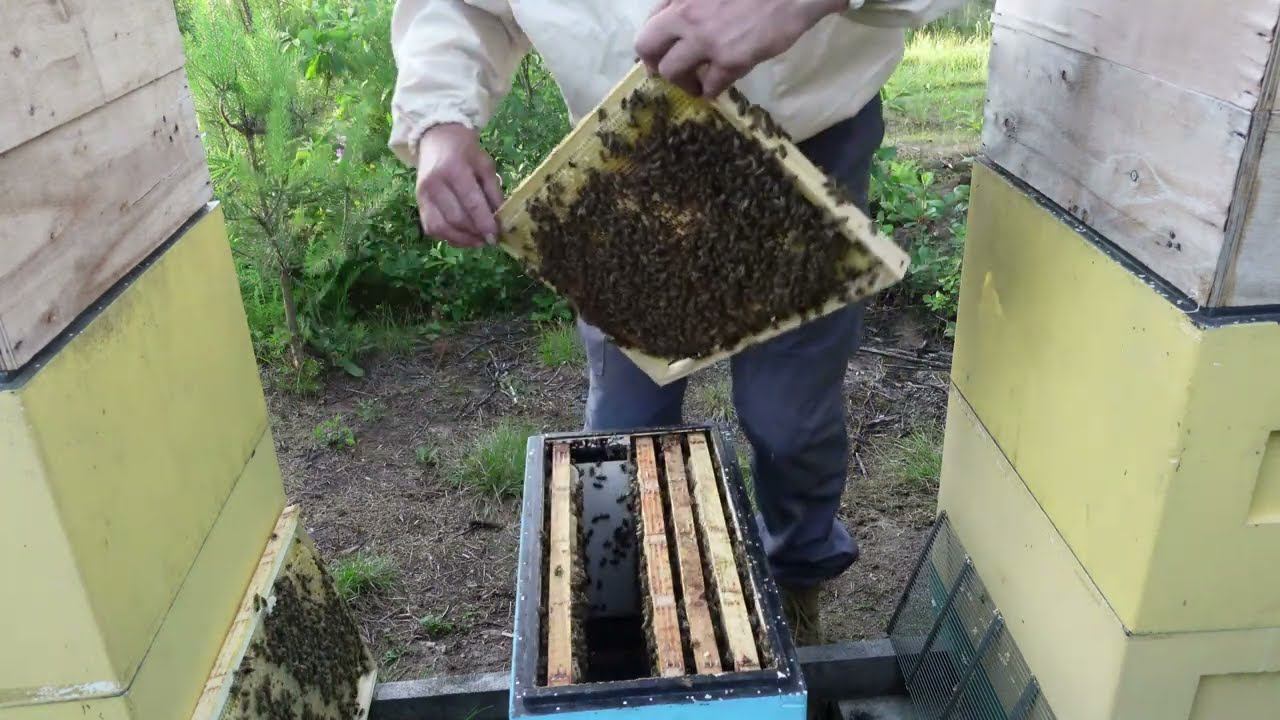 история одного роя, часть 4 добавляю медовые корпуса смотреть онлайн