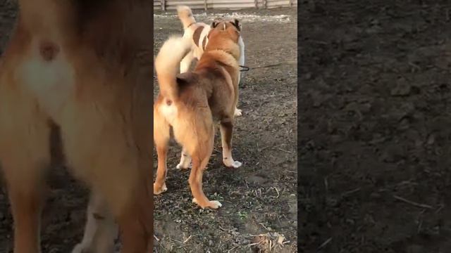 Дерзкий сын Ходы дейтвующего финалиста Чечни и Грозный сын Самсона бронзового призёра ЧЧ смотреть онлайн