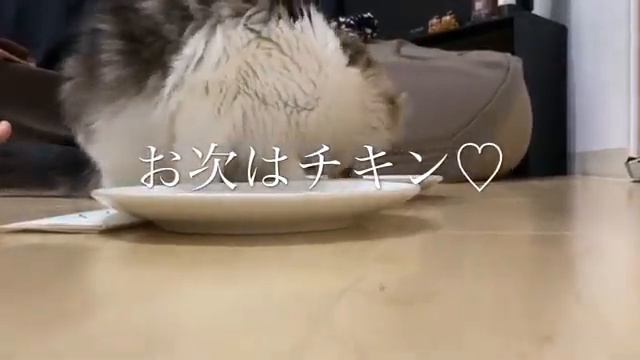 fish vs chicken ~猫が本当に好きな食材~ смотреть онлайн