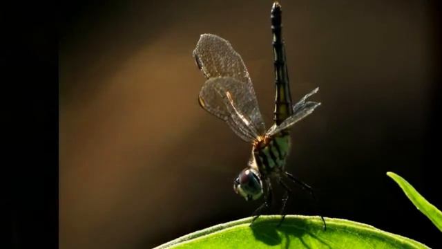 Phillip Phillips - Home (Piano/Cello Cover) - ThePianoGuys смотреть онлайн