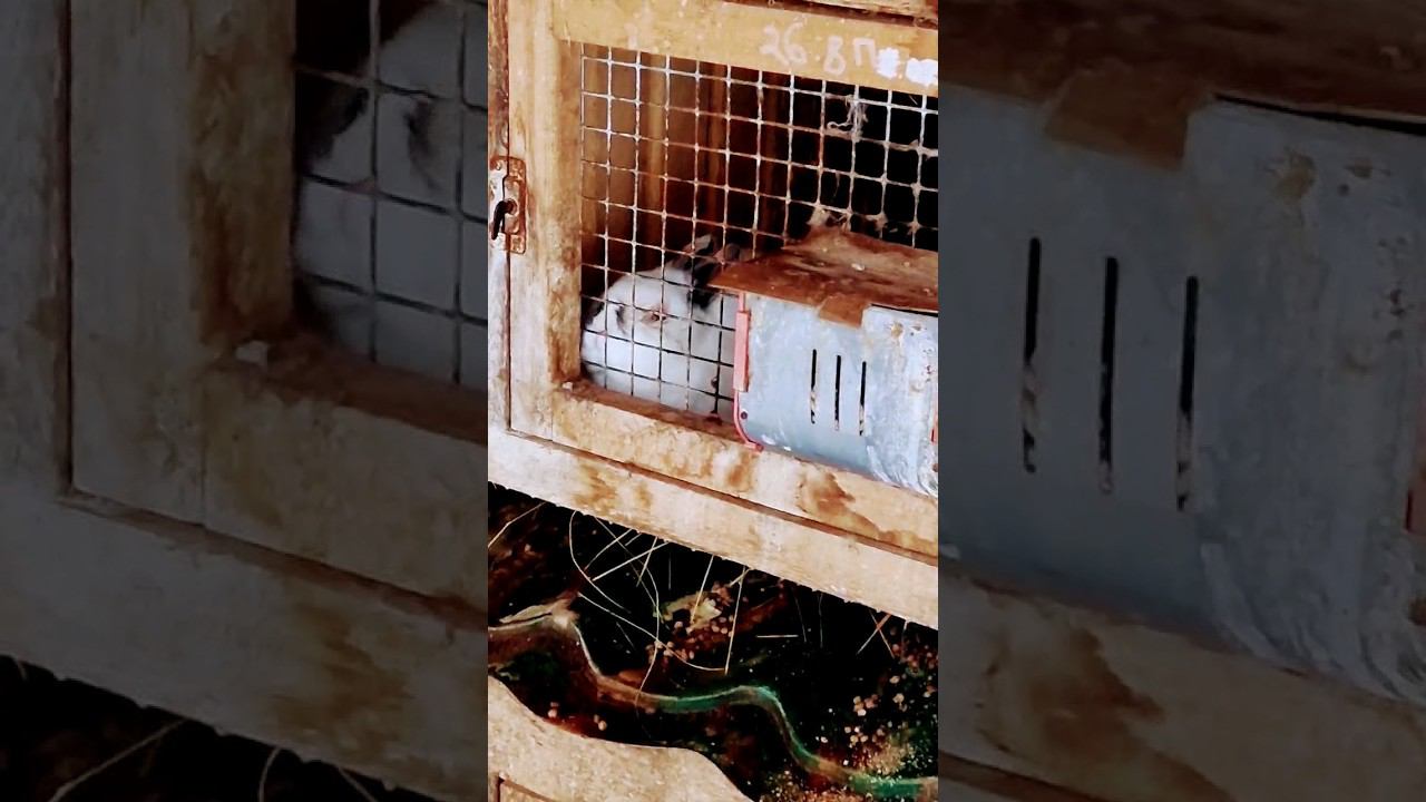 ▷Толстый кролик в клетке◁ смотреть онлайн