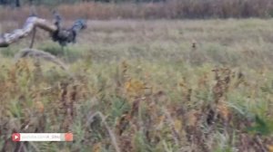 Лось на Вабу! Охота на лося во время гона! МАСТЕР-КЛАСС по подманиванию Лося!