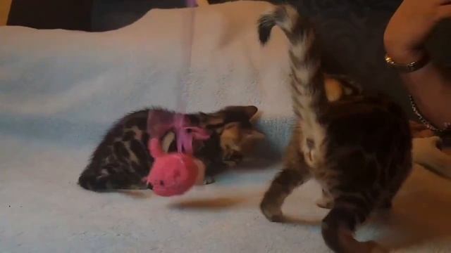 Бенгальские котята смотреть онлайн